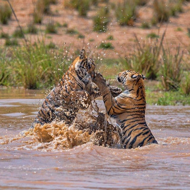 Valmiki National Park - Tourism destination in Bihar